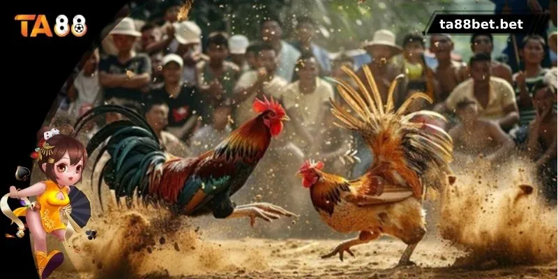 Những điều nên làm khi xem đá gà thomo tại TA88