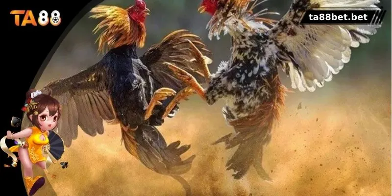 Các điểm nổi bật chỉ có tại đá gà TA88